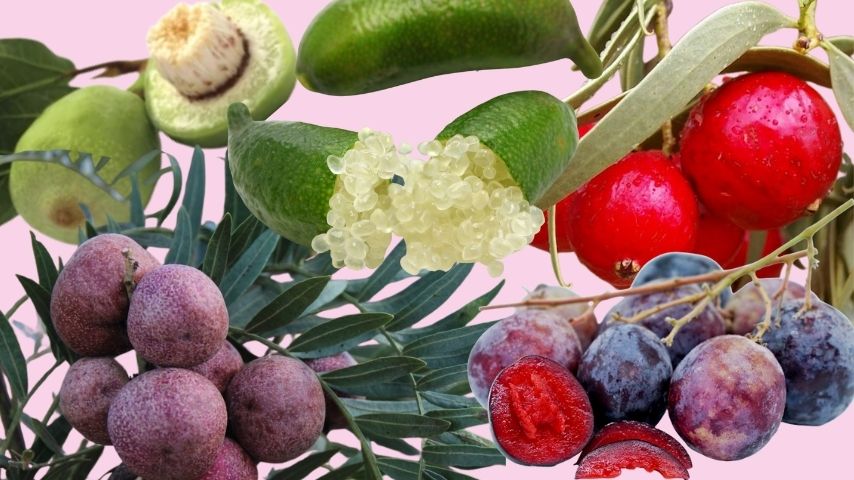 5 Australian Botanicals You’ve Never Heard Of (But Your Skin Will Love)